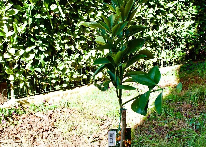 Cassiopeia Apartamento Murine